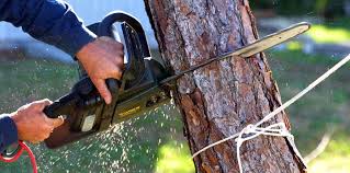 Best Tree Trimming and Pruning  in Spanish Springs, NV