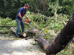 Tree and Shrub Care in Spanish Springs, NV