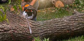 Best Stump Grinding and Removal  in Spanish Springs, NV