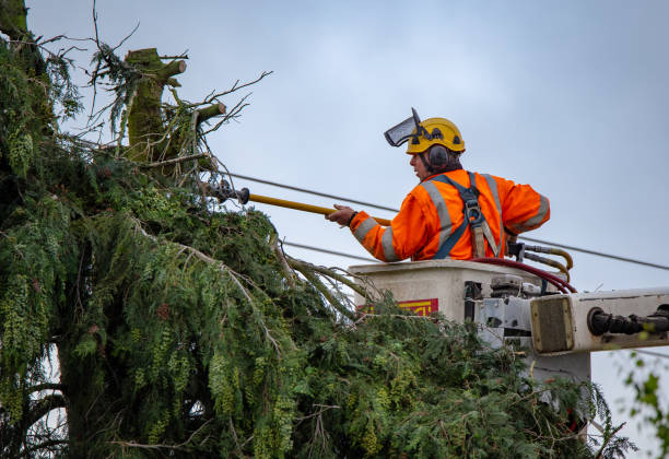 Best Tree Removal  in Spanish Springs, NV