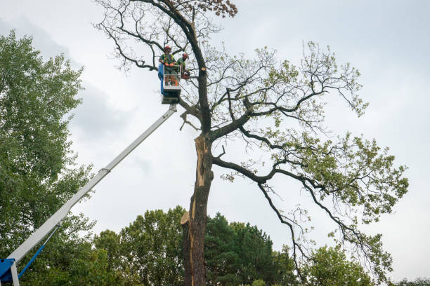 Best Tree Cabling and Bracing  in Spanish Springs, NV