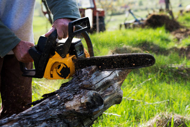 Best Tree Maintenance Programs  in Spanish Springs, NV