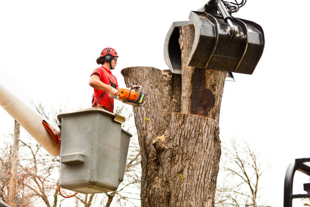 Professional Tree Care in Spanish Springs, NV