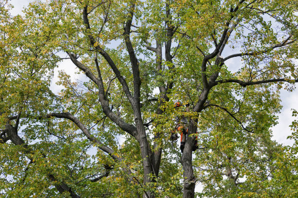 Best Tree Removal  in Spanish Springs, NV